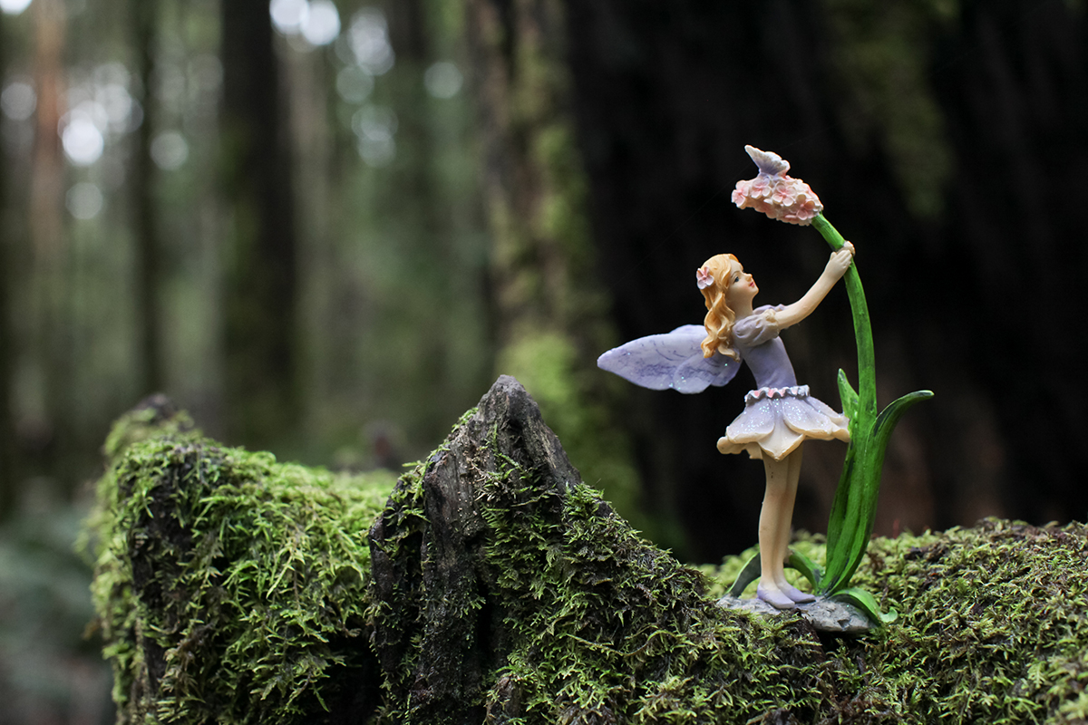 fairies in the forest
